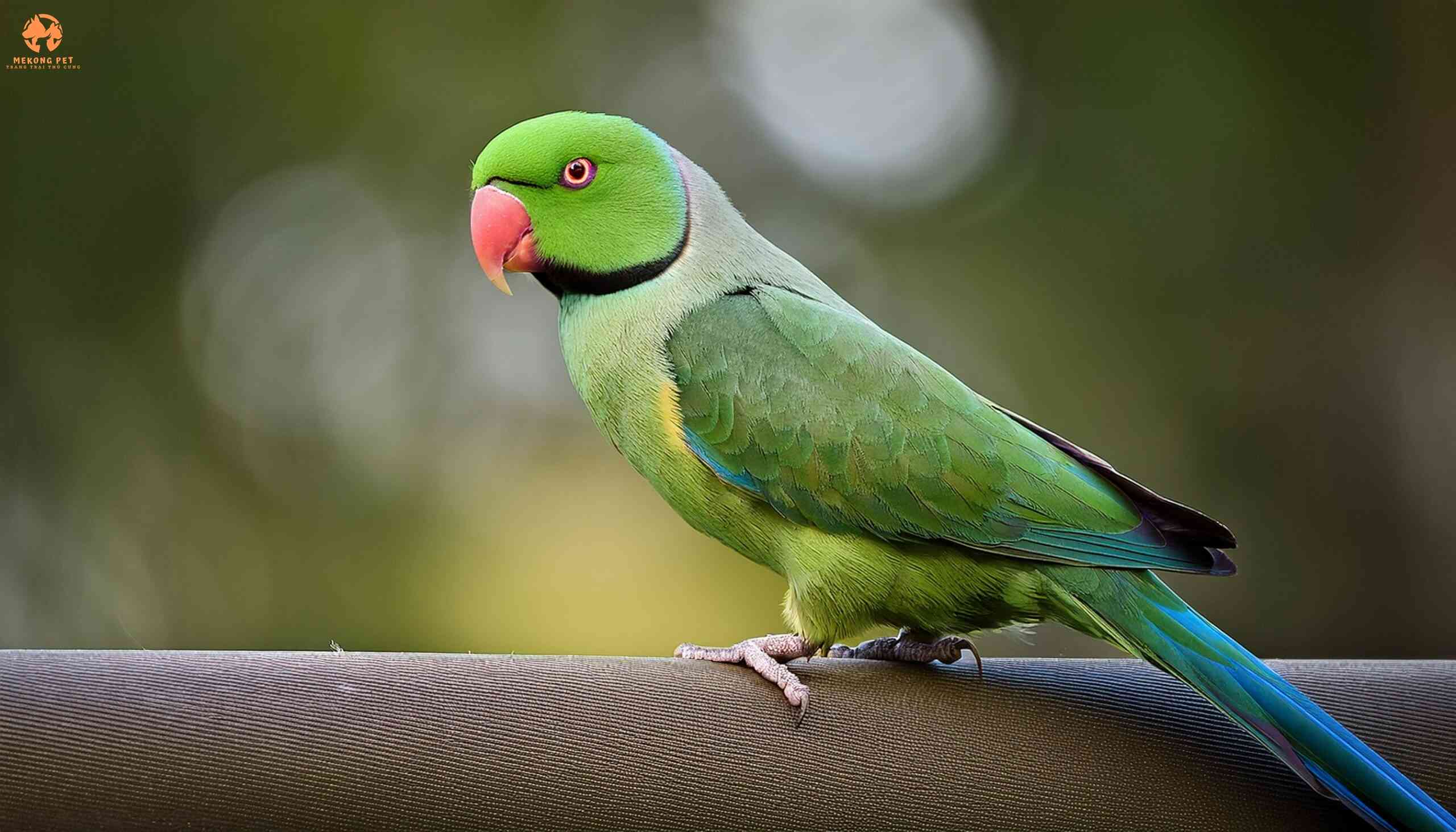 Tìm Hiểu Về Vẹt Ringneck: Loài Vẹt Thông Minh Và Đáng Yêu